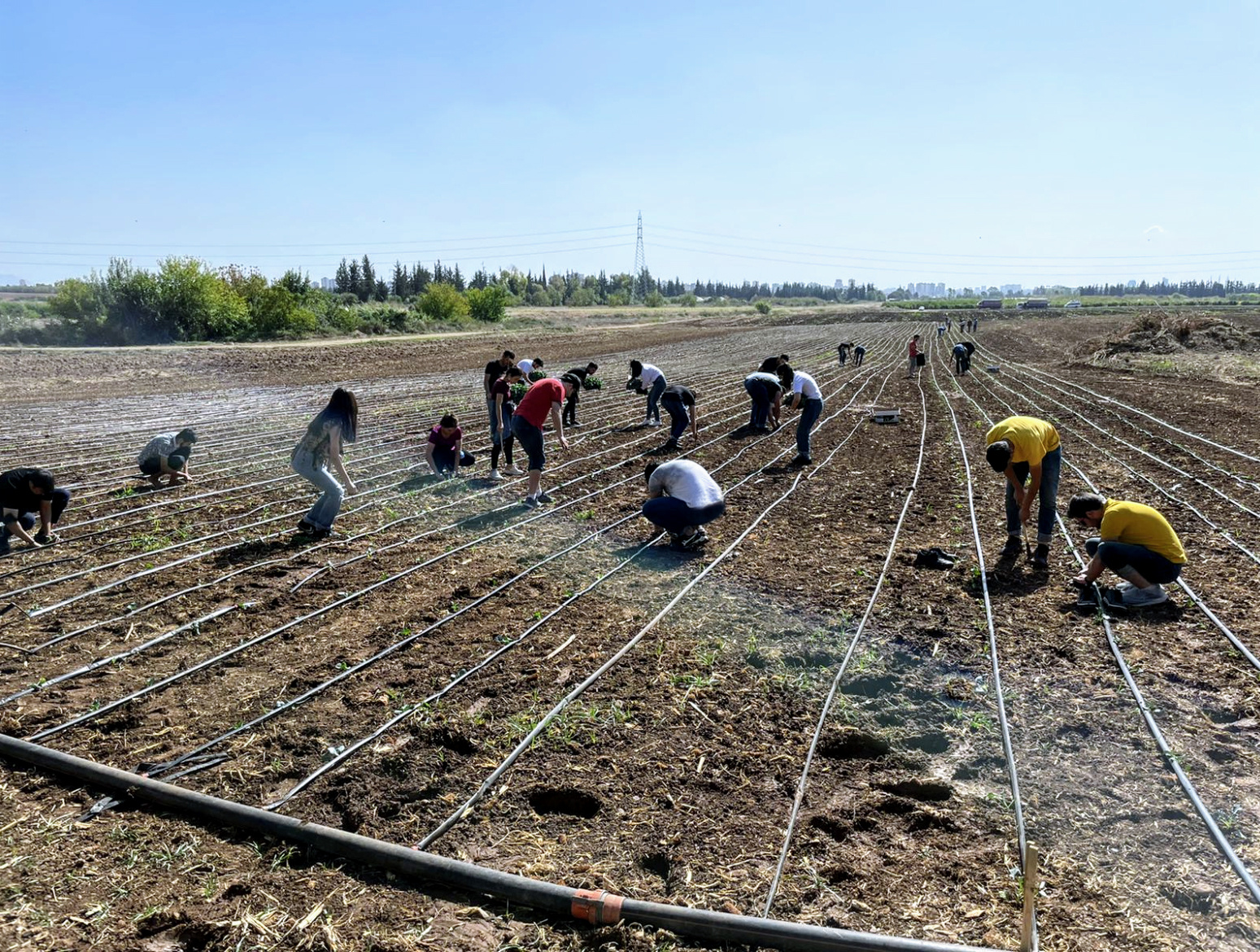 Serin İklim Sebzelerin Dikimi